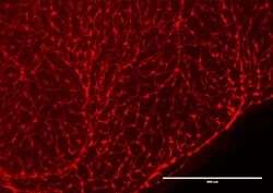 RFP Polyclonal Antibody, Biotin, Rockland:Antibodies:Primary Antibodies