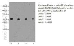 MYC tag Mouse anti-Tag, Clone: 1A5A2, Proteintech 150 &mu;L | Buy Online | Proteintech Group Inc | Fisher Scientific