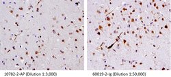 TDP-43 Mouse anti-Human, Clone: 6H6E12, Proteintech 150 &mu;L; Unconjugated:Antibodies,