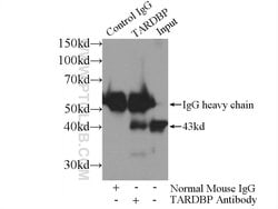 TDP-43 Mouse anti-Human, Clone: 6H6E12, Proteintech 150 &mu;L; Unconjugated:Antibodies,