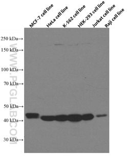 TDP-43 Mouse anti-Human, Clone: 6H6E12, Proteintech 150 &mu;L; Unconjugated:Antibodies,