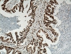 TDP-43 Mouse anti-Human, Clone: 6H6E12, Proteintech 150 &mu;L; Unconjugated:Antibodies,