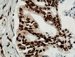 TDP-43 Mouse anti-Human, Clone: 6H6E12, Proteintech 150 &mu;L; Unconjugated:Antibodies,