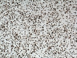 TDP-43 Mouse anti-Human, Clone: 6H6E12, Proteintech 150 &mu;L; Unconjugated:Antibodies,