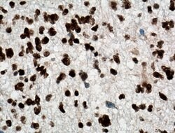 TDP-43 Mouse anti-Human, Clone: 6H6E12, Proteintech 150 &mu;L; Unconjugated:Antibodies,