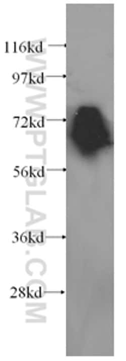 KEAP1 Mouse anti-Human, Rat, Clone: 4G10H9, Proteintech:Antibodies:Primary