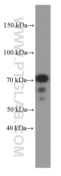 KEAP1 Mouse anti-Human, Rat, Clone: 4G10H9, Proteintech:Antibodies:Primary