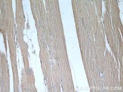 KEAP1 Mouse anti-Human, Rat, Clone: 4G10H9, Proteintech:Antibodies:Primary