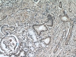 KEAP1 Mouse anti-Human, Rat, Clone: 4G10H9, Proteintech:Antibodies:Primary