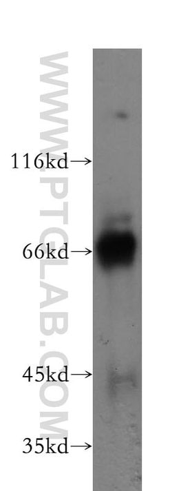 KEAP1 Mouse anti-Human, Rat, Clone: 4G10H9, Proteintech:Antibodies:Primary