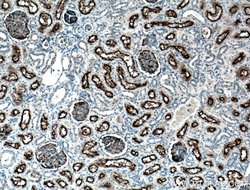 MME/CD10 Mouse anti-Human, Mouse, Porcine, Clone: 4B9D9, Proteintech 150