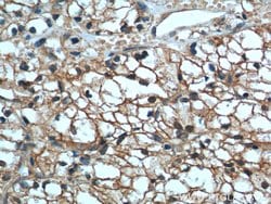 MME/CD10 Mouse anti-Human, Mouse, Porcine, Clone: 4B9D9, Proteintech 150