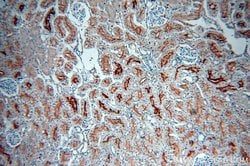 MME/CD10 Mouse anti-Human, Mouse, Porcine, Clone: 4B9D9, Proteintech 150