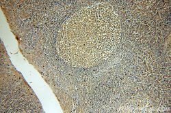 MME/CD10 Mouse anti-Human, Mouse, Porcine, Clone: 4B9D9, Proteintech 150