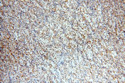 MME/CD10 Mouse anti-Human, Mouse, Porcine, Clone: 4B9D9, Proteintech 150