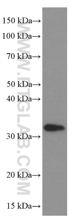 Syntaxin 6 Mouse anti-Human, Mouse, Rat, Clone: 2B6G4, Proteintech:Antibodies:Primary