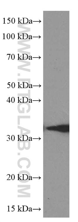 Syntaxin 6 Mouse anti-Human, Mouse, Rat, Clone: 2B6G4, Proteintech:Antibodies:Primary