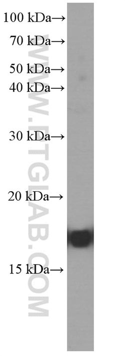 GMF-beta Mouse anti-Human, Porcine, Clone: 3B10A2, Proteintech 150 &mu;L | Buy Online | Proteintech Group Inc | Fisher Scientific