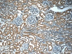 Stanniocalcin 2 Mouse anti-Human, Mouse, Clone: 4H1E7, Proteintech 150