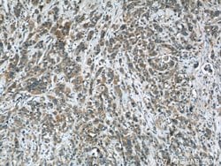 Stanniocalcin 2 Mouse anti-Human, Mouse, Clone: 4H1E7, Proteintech 150