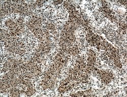 HDGF Mouse anti-Human, Mouse, Rat, Clone: 5A7G3, Proteintech 150 &mu;L;