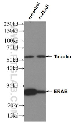 ERAB Mouse anti-Human, Mouse, Clone: 1G5E5, Proteintech:Antibodies:Primary