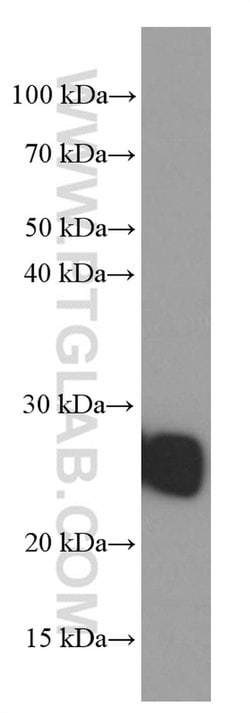 ERAB Mouse anti-Human, Mouse, Clone: 1G5E5, Proteintech:Antibodies:Primary