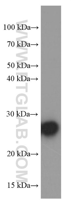 ERAB Mouse anti-Human, Mouse, Clone: 1G5E5, Proteintech:Antibodies:Primary