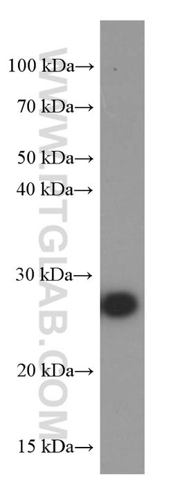 ERAB Mouse anti-Human, Mouse, Clone: 1G5E5, Proteintech:Antibodies:Primary