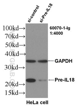 IL18 Mouse anti-Hamster, Human, Clone: 5C6F8, Proteintech:Antibodies:Primary