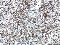 SEPT2 Mouse anti-Human, Mouse, Rat, Clone: 2F3B2, Proteintech 20 &mu;L;