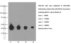 SEPT2 Mouse anti-Human, Mouse, Rat, Clone: 2F3B2, Proteintech 20 &mu;L;