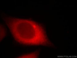 CTAGE1 Mouse anti-Human, Clone: 3B4C2, Proteintech 150 &mu;L | Buy Online | Proteintech Group Inc | Fisher Scientific