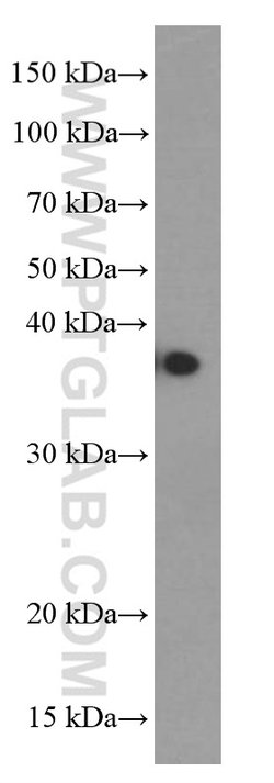 B23/NPM1 Mouse anti-Human, Mouse, Rat, Clone: 4F12A3, Proteintech 150 &mu;L; Unconjugated 