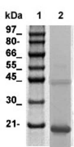 BNP/NPPB Polyclonal Antibody, Abbomax 100 &mu;g; Unconjugated:Antibodies,