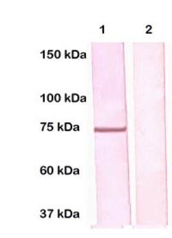 VASA Polyclonal Antibody, Abbomax 100 μg; Unconjugated:Antibodies, Polyclonal