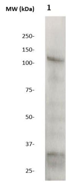 OCT-1 Polyclonal Antibody, Abbomax 100 &mu;g; Unconjugated:Antibodies,