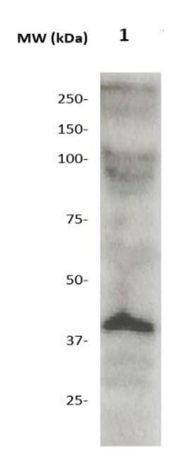 OCT-4 Polyclonal Antibody, Abbomax 100 &mu;g; Unconjugated:Antibodies,