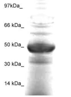 FOXA-1 Polyclonal Antibody, Abbomax 100 &mu;g; Unconjugated:Antibodies,