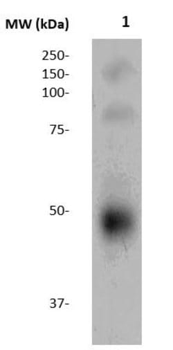 Ovalbumin Polyclonal Antibody, Abbomax 100 &mu;g; Unconjugated:Antibodies,