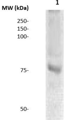 DBF4B Polyclonal Antibody, Abbomax 100 &mu;g | Buy Online | Abbomax Inc | Fisher Scientific