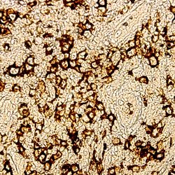 MBP Polyclonal Antibody, Abbomax 100 &mu;g; Unconjugated:Antibodies, Polyclonal