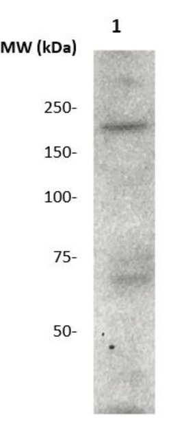 Phospho-CD136 (RON) (Tyr1238, Tyr1239) Polyclonal Antibody, Abbomax 100 &mu;g | Buy Online | Abbomax Inc | Fisher Scientific