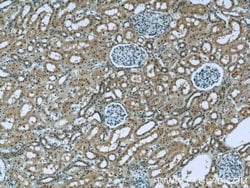 RENALASE Mouse anti-Human, Clone: 3A12F5, Proteintech:Anticorps:Anticorps