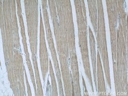 Proteintech RENALASE Mouse anti-Human, Clone: 3A12F5, Proteintech