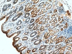 Gastrokine 1 Mouse anti-Human, Rat, Clone: 3C10E3, Proteintech:Antibodies:Primary