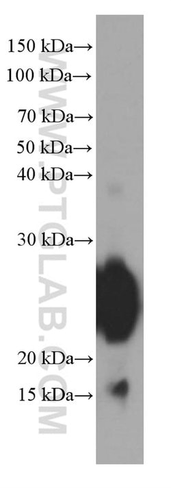 Gastrokine 1 Mouse anti-Human, Rat, Clone: 3C10E3, Proteintech:Antibodies:Primary