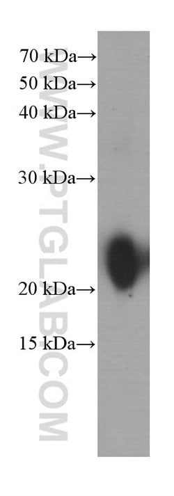 Gastrokine 1 Mouse anti-Human, Rat, Clone: 3C10E3, Proteintech:Antibodies:Primary