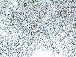 PAX8 Mouse anti-Human, Clone: 4H7B3, Proteintech 20 &mu;L; Unconjugated:Antibodies,