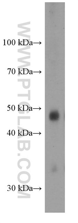 PAX8 Mouse anti-Human, Clone: 4H7B3, Proteintech 20 &mu;L; Unconjugated:Antibodies,